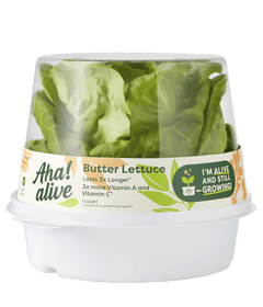 butter lettuce with container